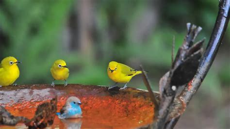 鳥 庭|庭に野鳥を呼ぼう！！